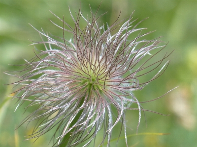 Nature grass branch blossom Photo