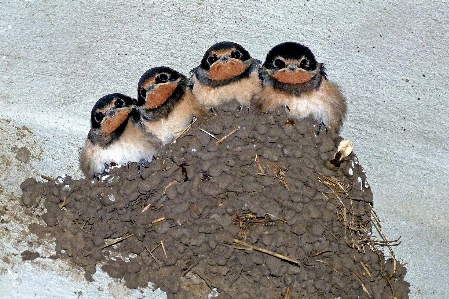 Foto Burung satwa margasatwa paruh