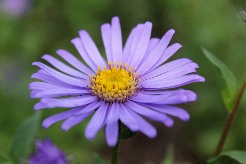 Nature fleurir usine prairie
