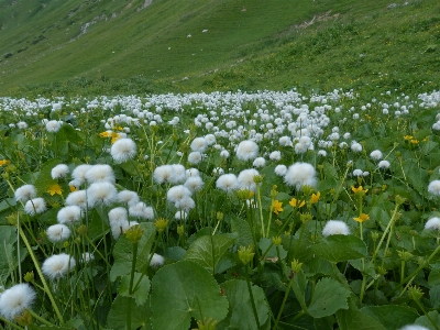 Foto Césped planta blanco campo