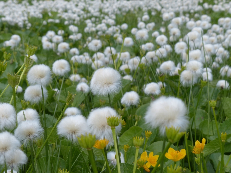 Nature herbe usine blanc