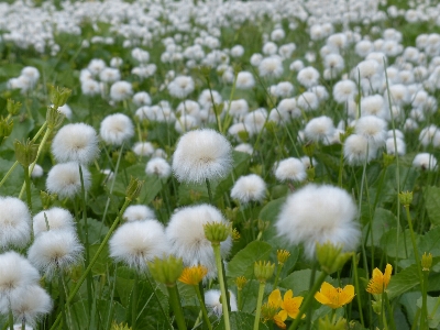 Foto Alam rumput tanaman putih