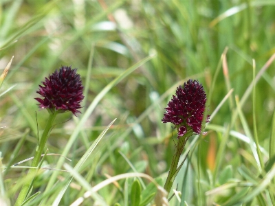 Grass blossom plant meadow Photo