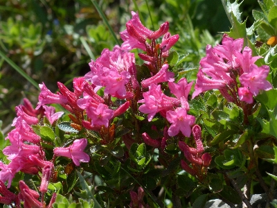 Plant flower botany garden Photo