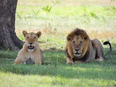 Adventure animal male wildlife Photo