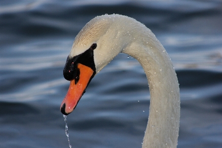 水 自然 鳥 羽 写真