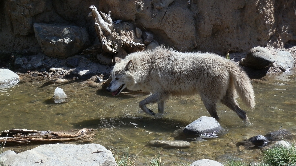 Natura selvaggia
 cane animale