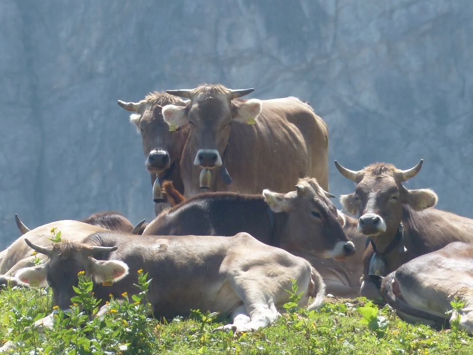 Hill wildlife horn cattle