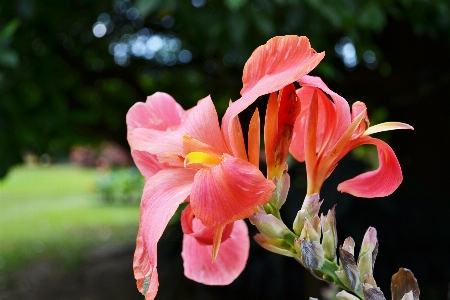 Nature blossom plant flower Photo