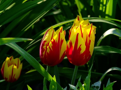 Plant leaf flower petal Photo