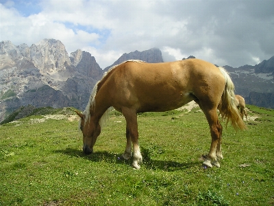 Landscape nature grass meadow Photo