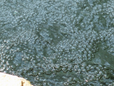 水 葉 霜 バブル 写真