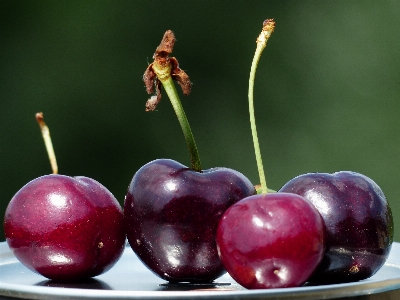 Plant fruit sweet flower Photo