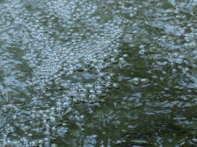 木 水 自然 ブランチ 写真