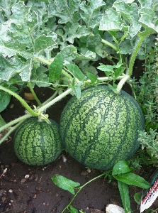 Nature plant field fruit Photo