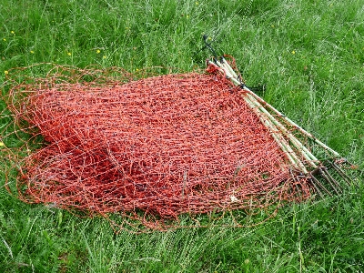 Grass fence plant lawn Photo