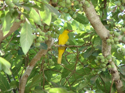 Tree branch bird wildlife Photo