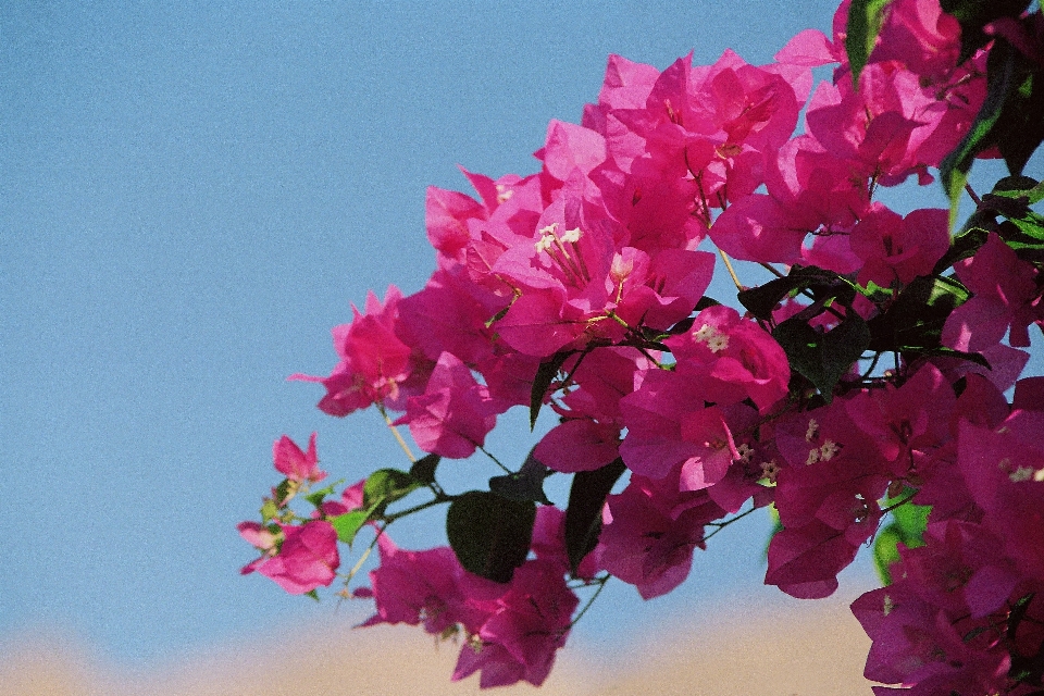 Nature branch blossom plant