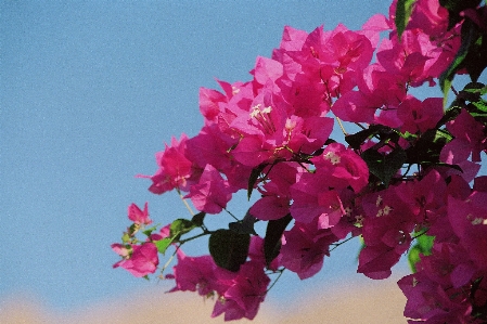 Nature branch blossom plant Photo