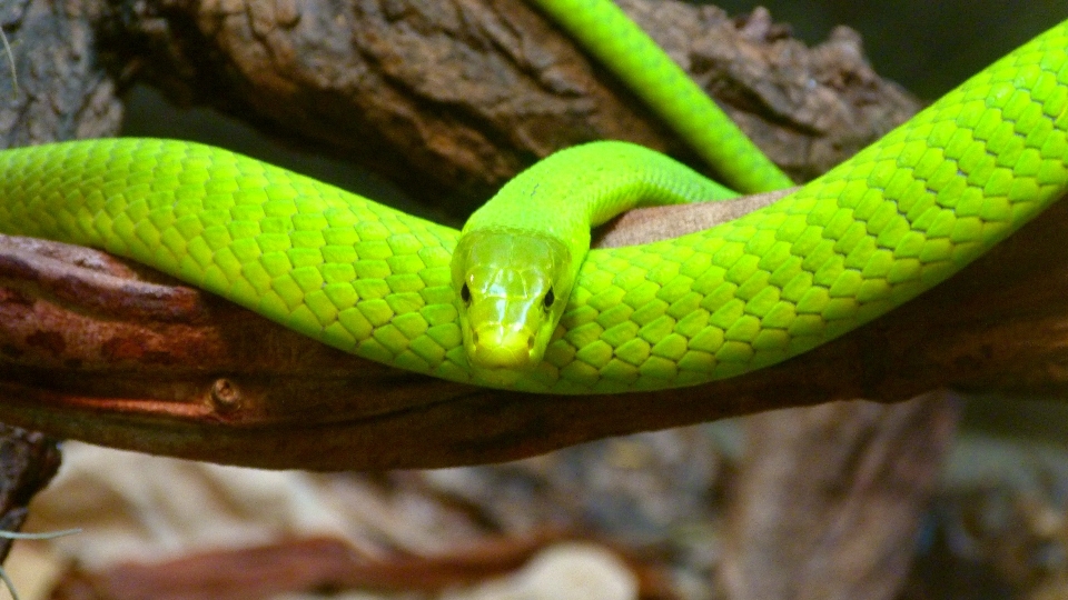 Reptil skala fauna kadal hijau
