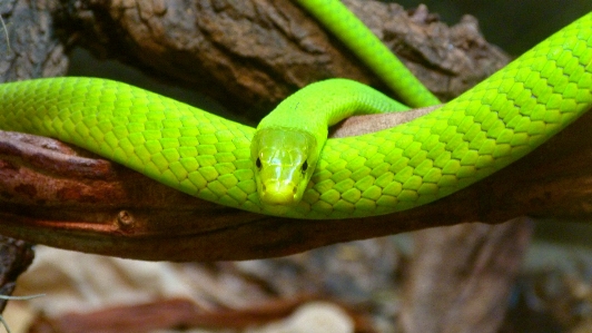 Foto Rettile scala fauna lucertola verde
