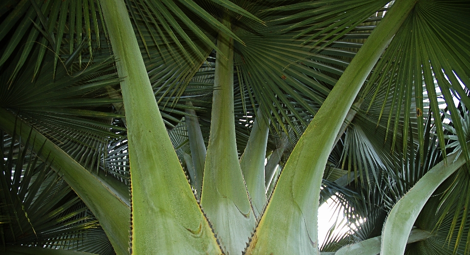 树 植物 叶子 花