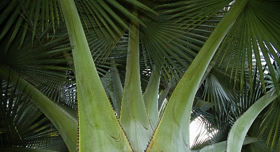 Tree plant leaf flower Photo