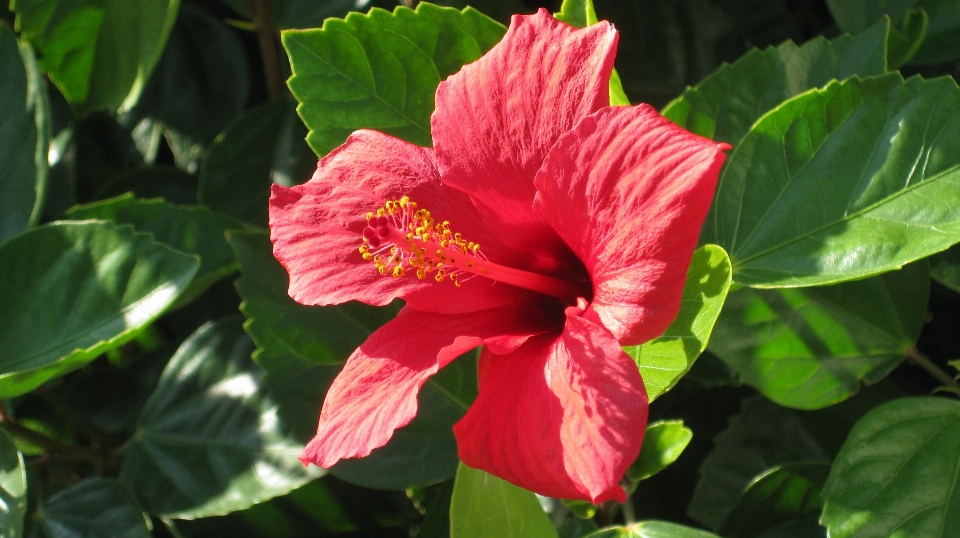 Blossom plant stem leaf