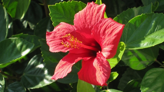 Blossom plant stem leaf Photo