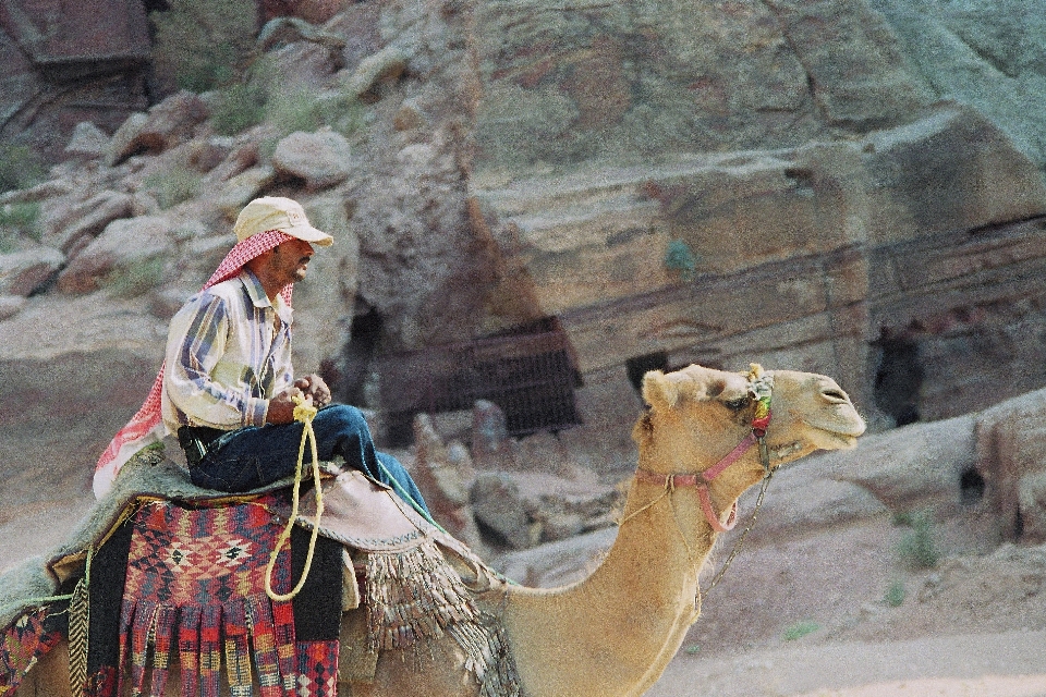 Desert adventure travel camel