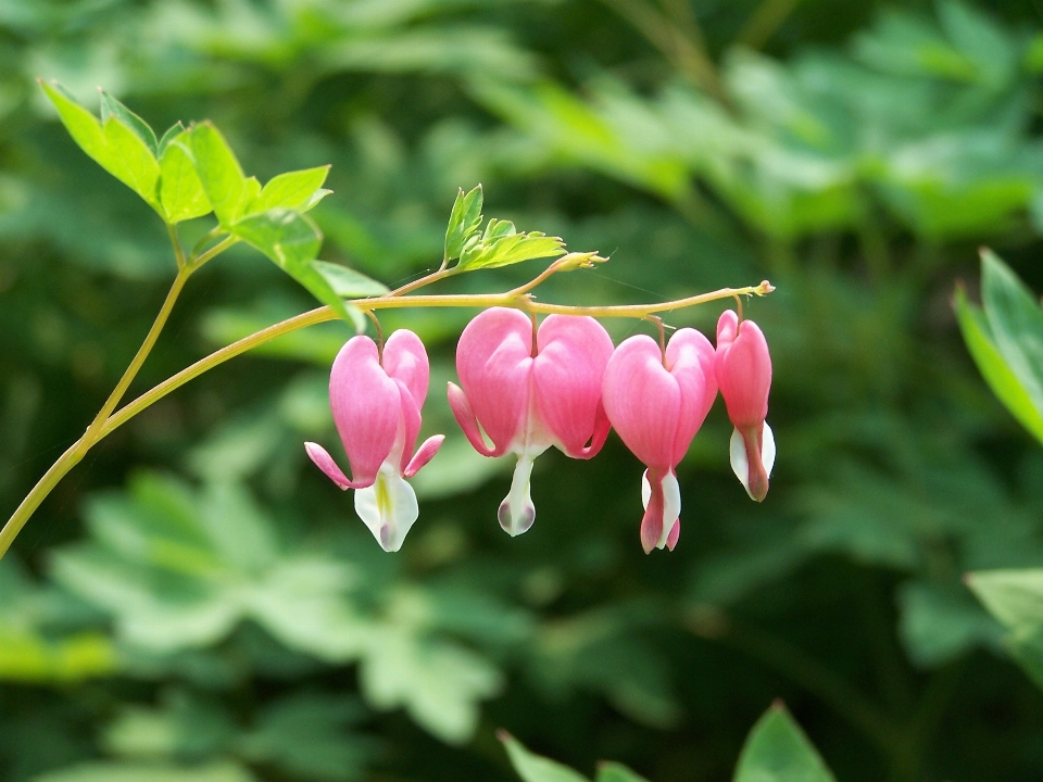 Nature blossom plant leaf