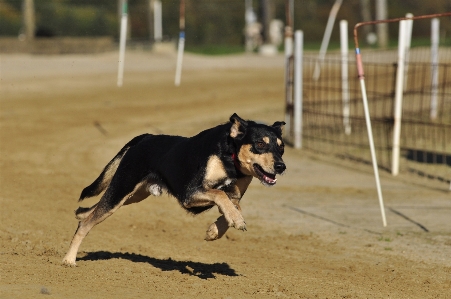 Foto Anjing satwa peliharaan mamalia