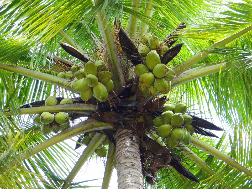 Tree nature branch plant