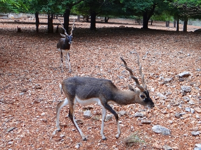 Spiral animal wildlife wild Photo