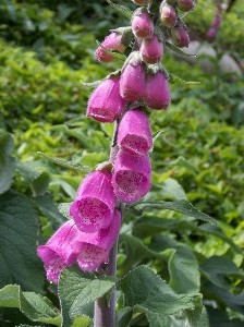 Foto Tanaman bunga botani
 kebun