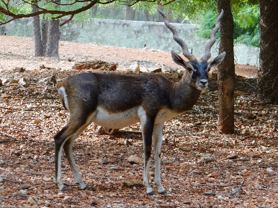 螺旋 動物 野生動物 野生 写真