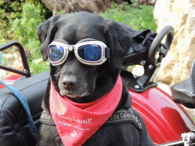 Foto Cucciolo cane mammifero occhiali da sole