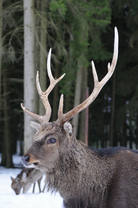 Natura gregge
 animali selvatici cervo