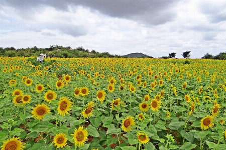 自然 植物 空 分野 写真