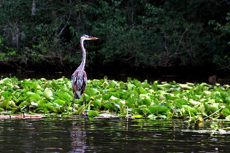 Water nature swamp bird Photo