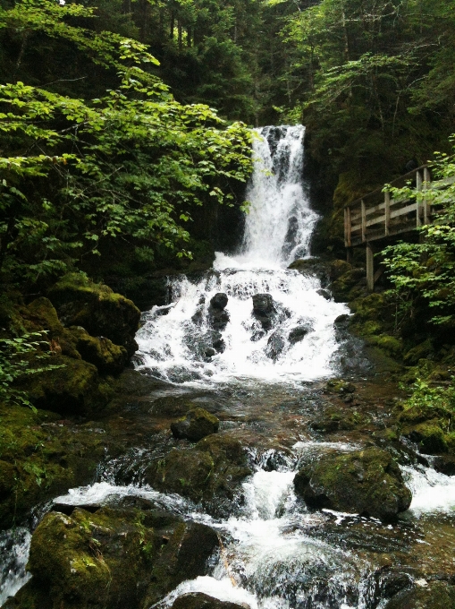 Acqua foresta cascata muschio
