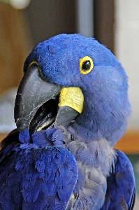 Foto Uccello ala animale becco