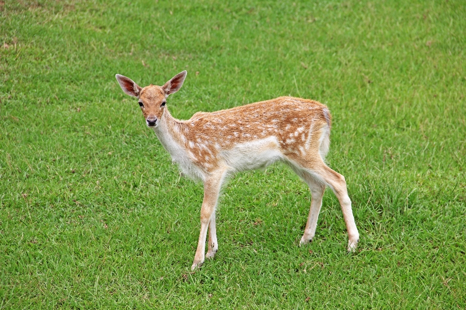 草 草原
 動物 かわいい