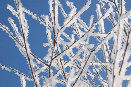 Tree branch snow winter Photo