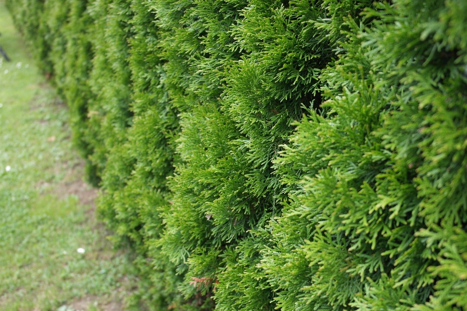 Arbre bifurquer usine mousse
