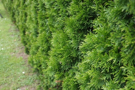 Photo Arbre bifurquer usine mousse
