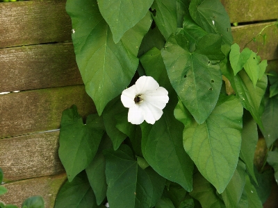 Blossom plant white leaf Photo