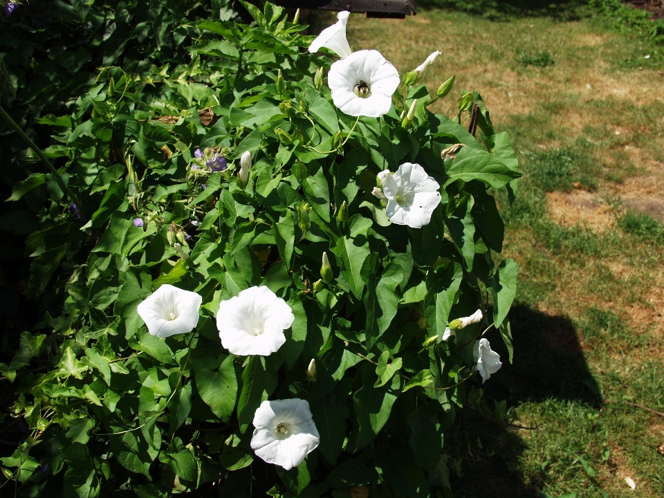 Natureza plantar branco flor