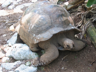 Wildlife zoo turtle reptile Photo