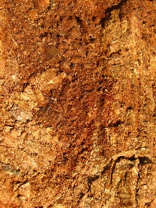 Tree rock wood texture Photo